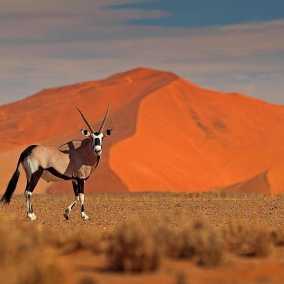 Gemsbok with orange sand dune evening sunset in Namibia