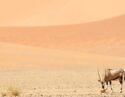 An oryx grazing among the sand dunes in the Kalahari desert