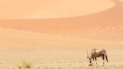An oryx grazing among the sand dunes in the Kalahari desert