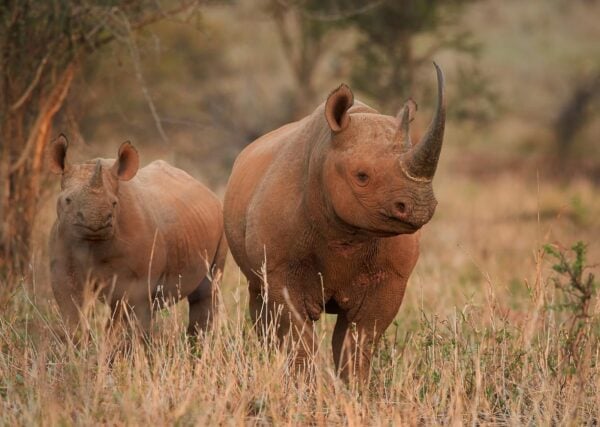 Black rhinos in the Kalahari desert