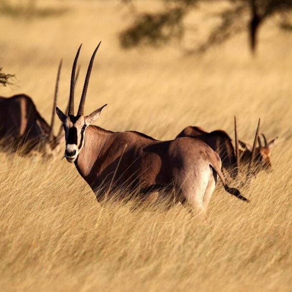 An oryx in the grass, Kalahari desert