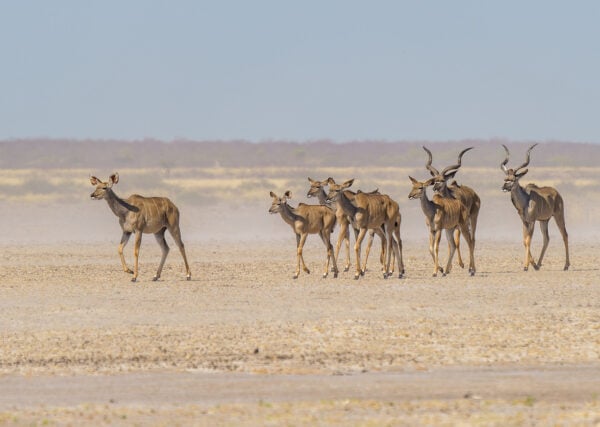 A herd of Kudus in the Central Kalahari Game Reserve