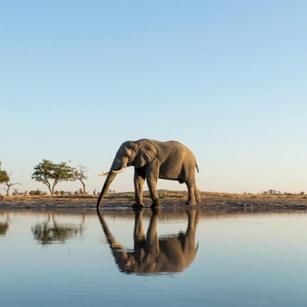An elephant reflected in the water
