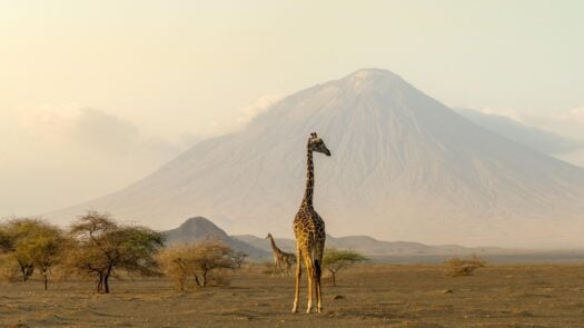 A Maasai giraffe in front of the Ngorongoro crater