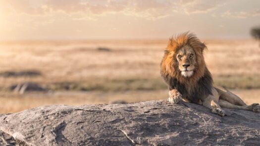 A lion sat on a rock in the Serengeti, Tanzania