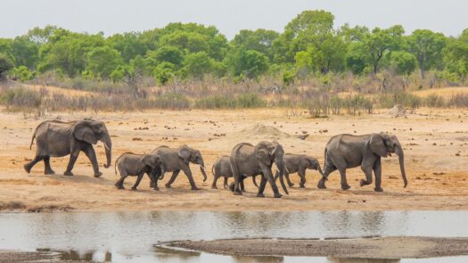 Elephants walking by the river in Tanzania