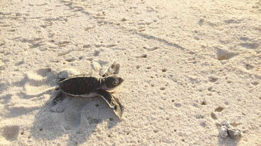 A turtle hatching on the beach