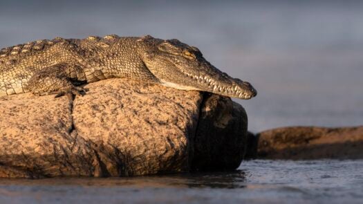 A crocodile on a rock above a river