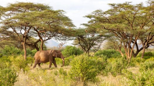 An elephant walking through the greenery of Nyerere National Park