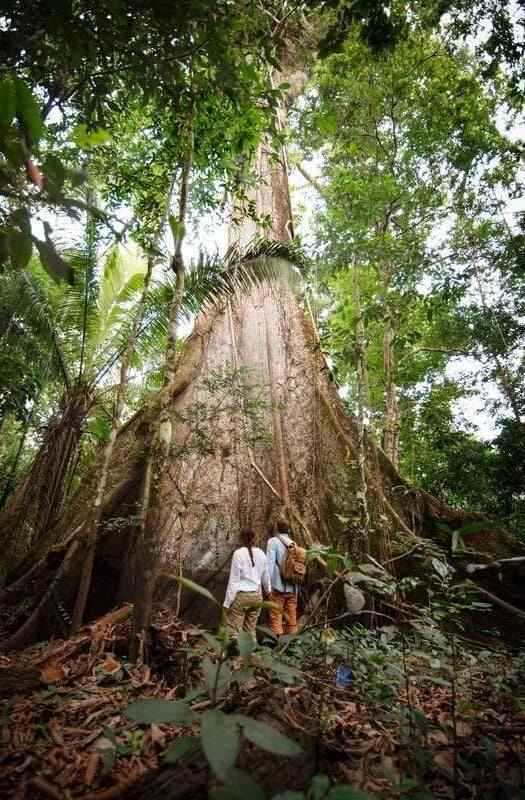 Southern Peruvian Amazon