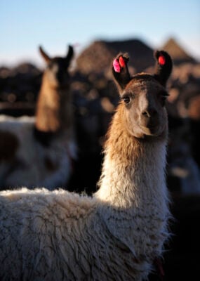 Llamas seen on the Travesia route from Atacama to Uyuni