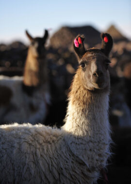 Llamas seen on the Travesia route from Atacama to Uyuni