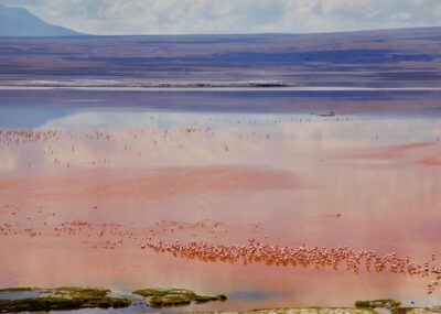 Flamingos in Laguna Colorada in Bolivia