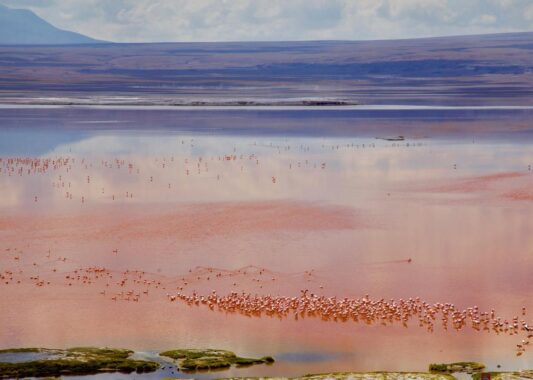 Flamingos in Laguna Colorada in Bolivia