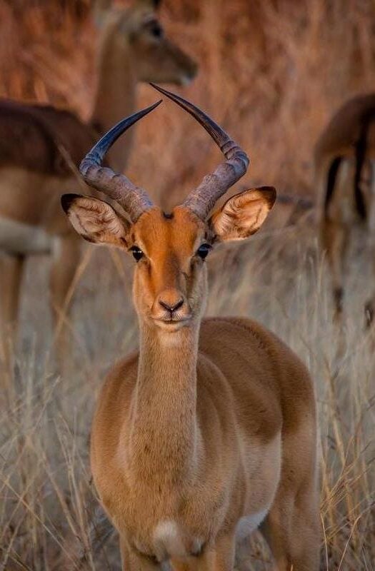 An impala in Hwange National Park, Zimbabwe