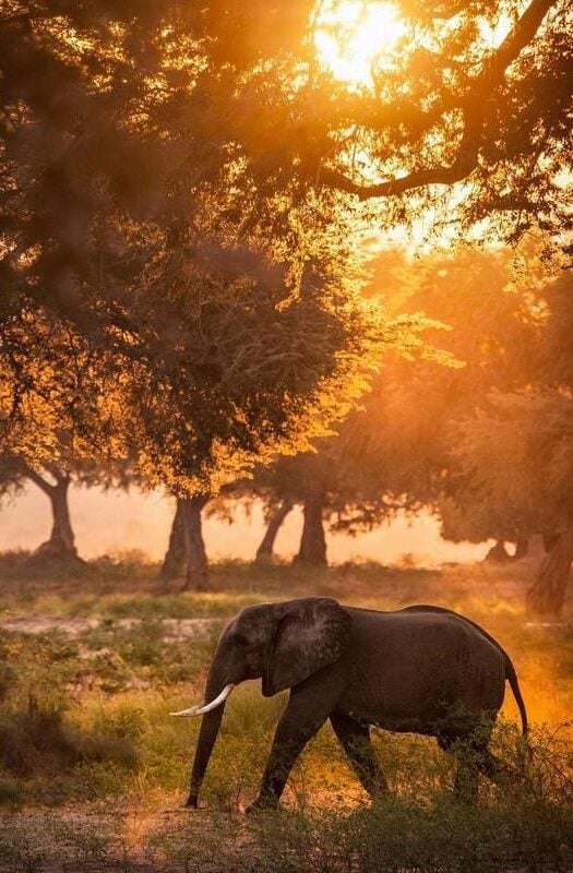 An elephant at sunset in Mana Pools National Park, Zimbabwe