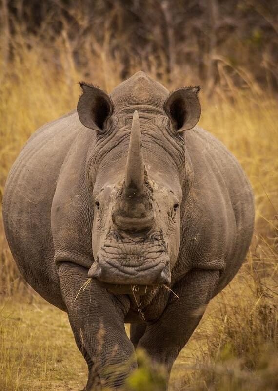 A white rhino in Matobo Hills National Park, Zimbabwe