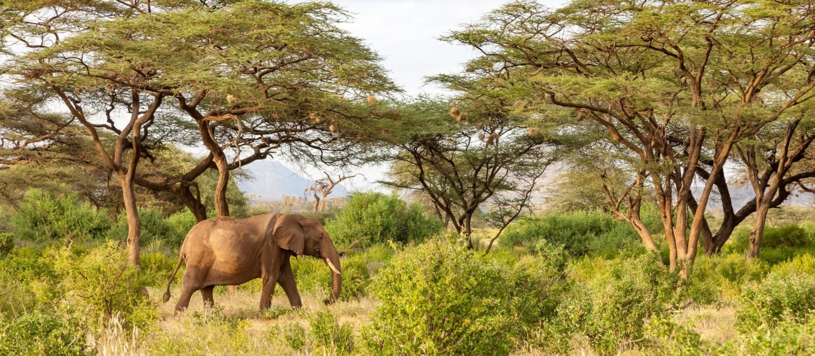 An elephant walking through the greenery in Zimbabwe