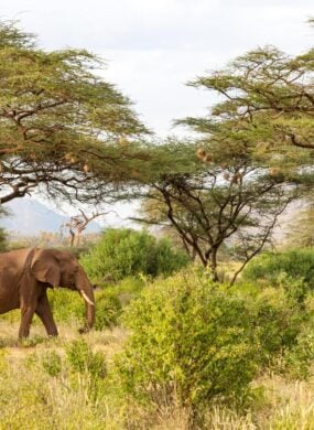 An elephant walking through the greenery in Zimbabwe