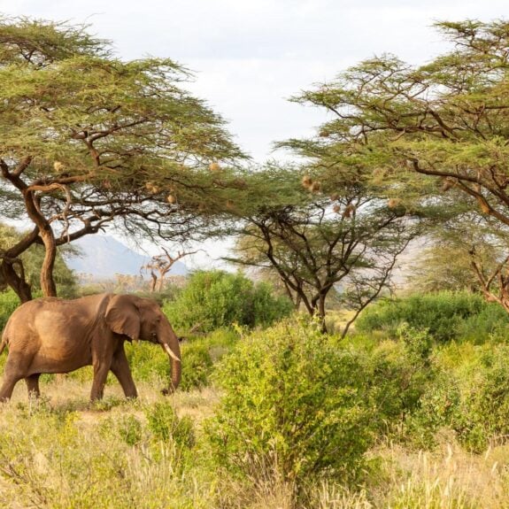 An elephant walking through the greenery in Zimbabwe