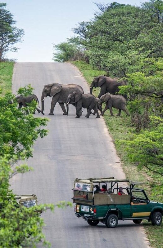 Elephants crossing the road on a safari in Zimbabwe