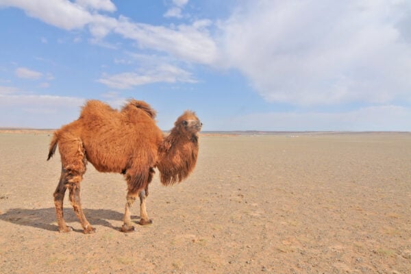 A rare Bactrian camel in Mongolia's Gobi Desert