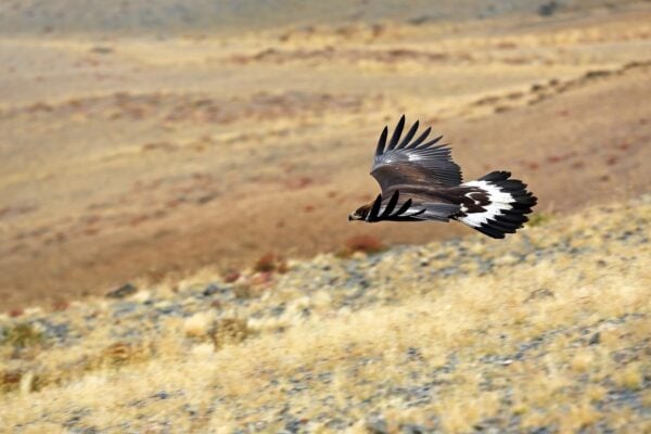 An eagle in Mongolia's Gobi Desert