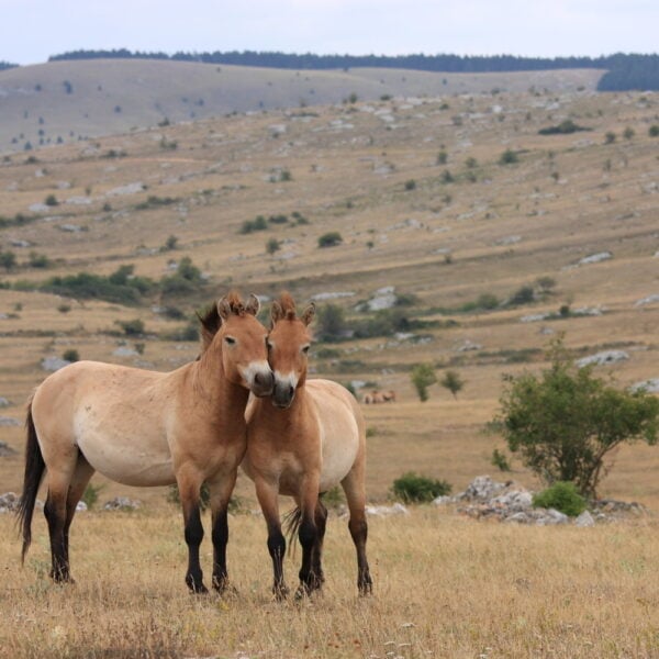 Tahki horses in Mongolia's Gobi Desert