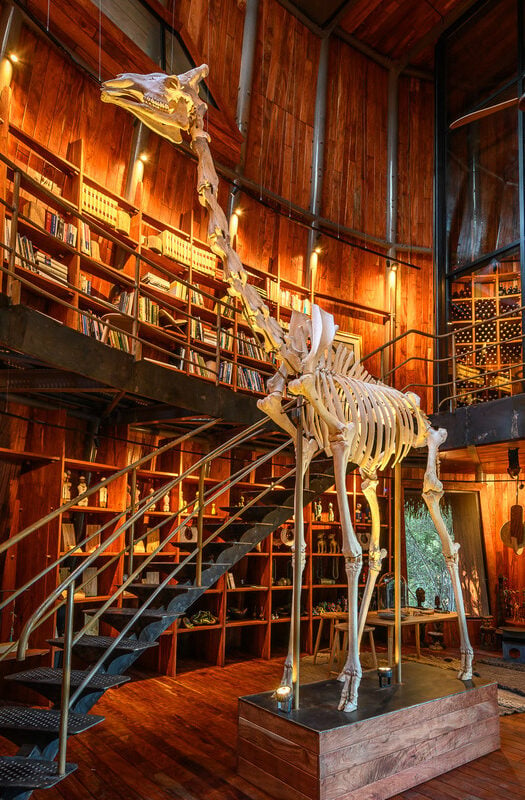 A giraffe skeleton in the library at Wilderness Jao Camp, Botswana