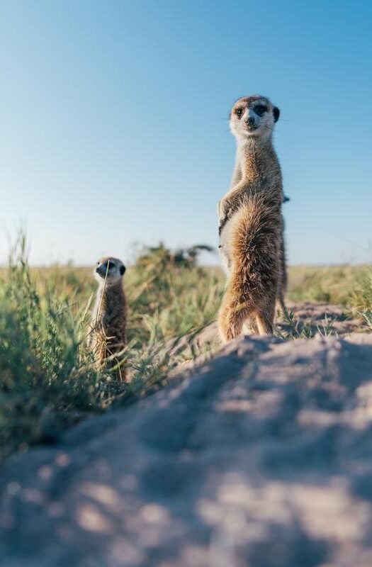 Meerkats at Jack's Camp, Botswana