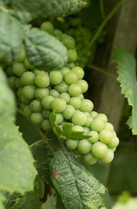 Bunch of green grapes in a vineyard dedicated to wine production in Carmelo, Uruguay