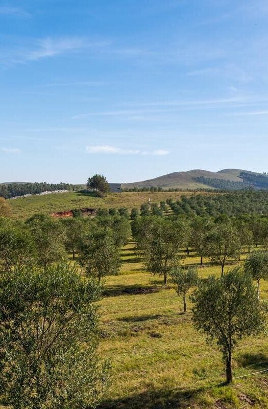 olive groves in Uruguay