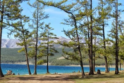 Trees by the shores of Lake Khovsgol, Mongolia