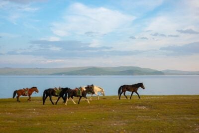 Herd of horses walking on the shore of Lake Khövsgöl in Mongolia