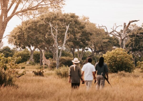 Three people walking through the African bush with a wild giraffe in the distance