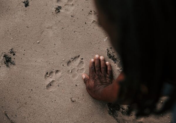 A person placing their hand on sand next to the paw print of a large cat