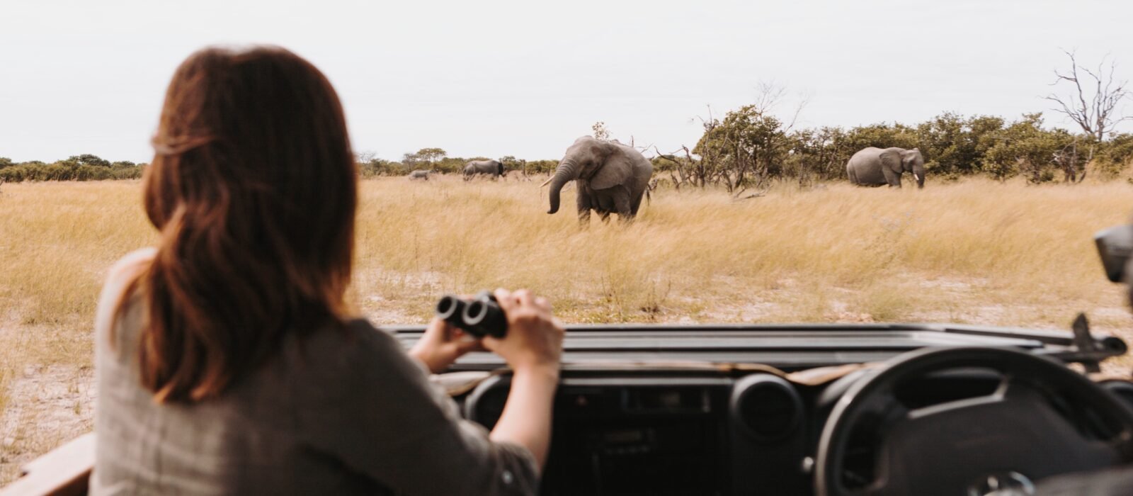 A woman watching wild elephants from the front of a jeep