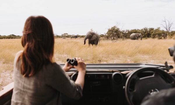 A woman watching wild elephants from the front of a jeep