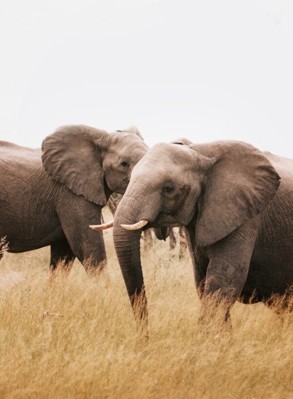 Two wild elephants