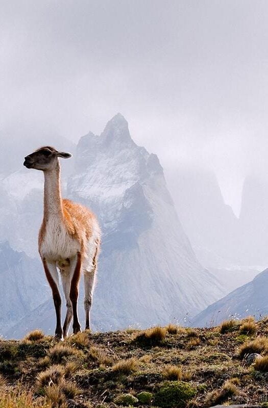 a guanaco in Argentina