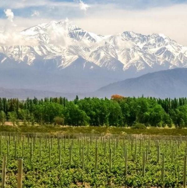 Vineyard near Mendoza, Argentina