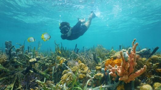 snorkelling in Panama