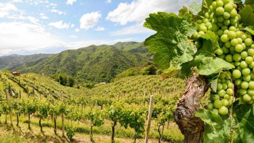 Hilly vineyards with grapes near a winery in late summer in Italy, Tuscany