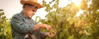 Farmer harvesting grapes in Tuscany