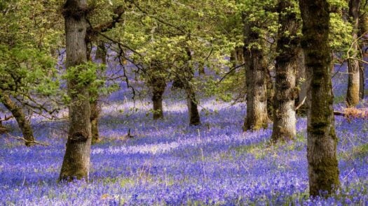 A bluebell forest in Scotland