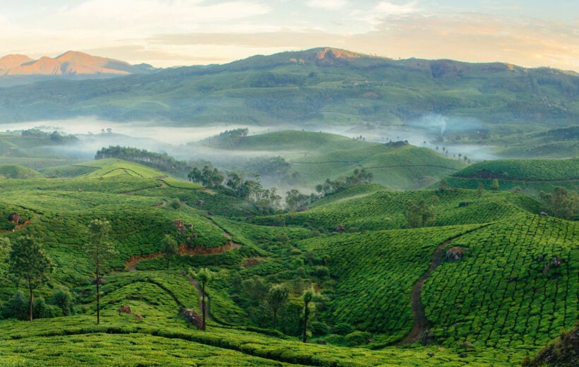 View of the rolling green hills of Munnar tea plantations with fog in early morning at sunrise. Kerala, India