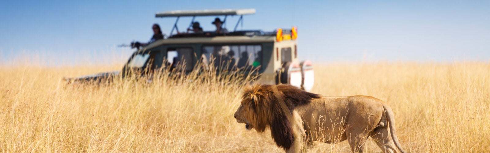 A lion spotted by a safari jeep in Kenya