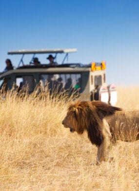 A lion spotted by a safari jeep in Kenya