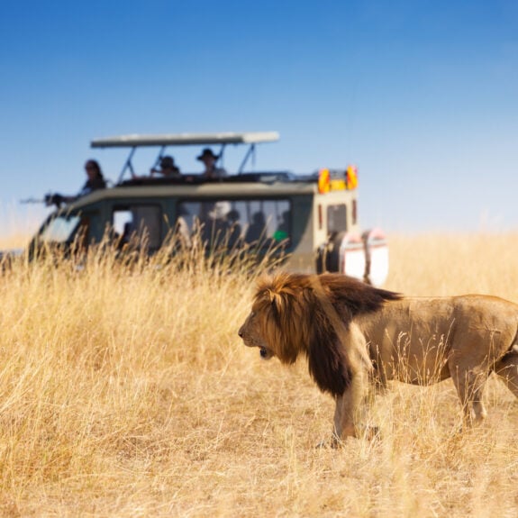 A lion spotted by a safari jeep in Kenya