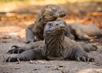 Komodo dragons on Komodo island in Indonesia